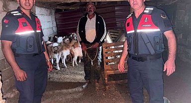 Çanakkale'de kaybolan 15 küçükbaş hayvan jandarma ekiplerince bulunarak sahibine teslim edildi
