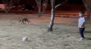 Çanakkale'de minik çocuğun topunu tilki böyle çaldı