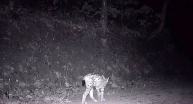 Çankırı'da nesli tehlike altında olan vaşak görüntülendi