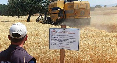 Çavdarhisar'da yerli ve milli arpa ile buğday çeşitlerinin hasadı yapıldı