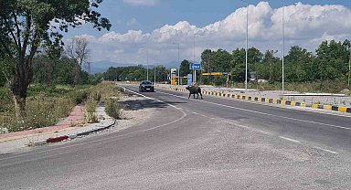 Çaycuma-Perşembe yolunda mandalar sürücülere zor anlar yaşattı