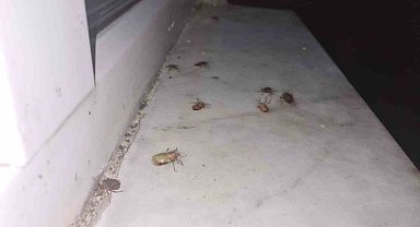 Çaycuma'da kahverengi kokarca alarmı