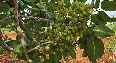 Çermik'te fıstık üreticisine hasat uyarısı