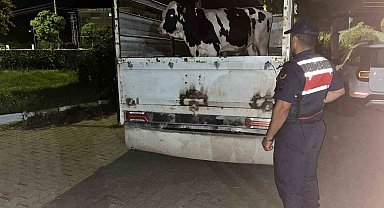 Çine'deki 365 bin liralık hayvan dolandırıcılığı jandarmaya takıldı