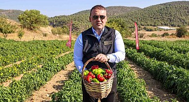 Coğrafi işaretli Kamber Biberi'nde hasat başladı