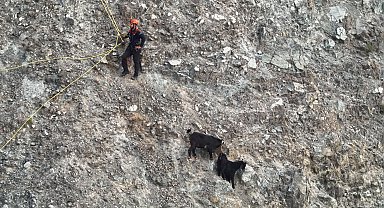 Dağ yamacında mahsur kalan inatçı keçiler 2 saatlik operasyonla kurtarıldı