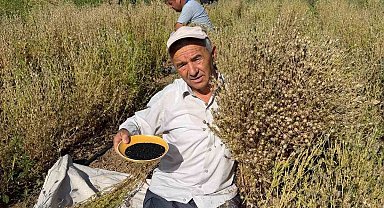 Develi'de çörek otu hasadına başlandı