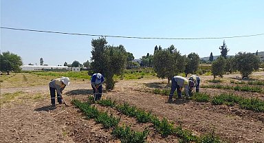 Didim Belediyesi'nden topraktan kente uzanan üretim