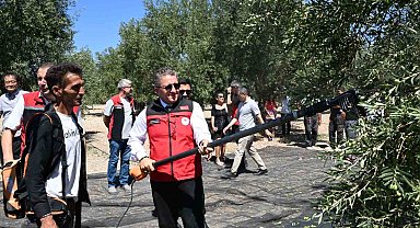 Dikili'de sezonun ilk zeytin hasadı başladı