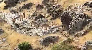 Diyarbakır'da Gelincik Dağı'nda sürü halinde gezen dağ keçileri görüntülendi