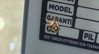 Diyarbakır'da görenleri şaşırtan böcek: Sırtında adeta yüz var