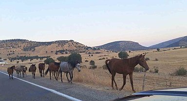 Diyarbakır'da yaban at sürüsü yola indi