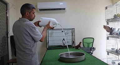 Diyarbakır'ın kavurucu sıcağında binlerce liralık güvercinlere "klimalı" ve "havuzlu" konfor