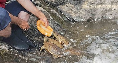 Doğa Fotoğrafçısı Kaplumbağaları kendi eliyle besliyor