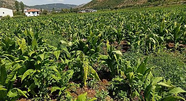 Dolu yağışı tütünlere zarar verdi