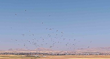 Düden Gölü'nde leyleklerin dansı havadan görüntülendi