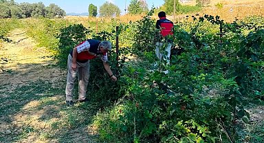 Dumlupınar Selkisaray Köyü'nde böğürtlen üretim alanı kontrol edildi