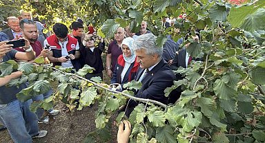 Düzce'de fındık hasat şenliği