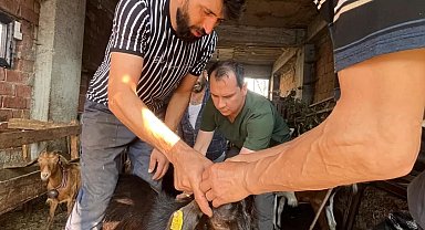 Düzce'de küçükbaş hayvanlara aşılama ve küpeleme