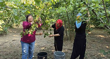 Düzce'nin ovalarında kadınların imece usulü fındık mesaisi başladı