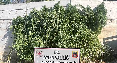 Efeler'de ikamette 250 kök kenevir ele geçirildi