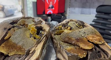 Elazığ'da ağaç kovuğundan 13 kilo bal çıkartıldı