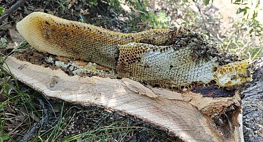 Elazığ'da ağaç kovuğundan kilo kilo bal çıktı