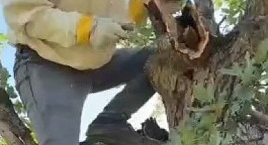 Elazığ'da ağacın gövdesinden 3 kilo bal çıktı