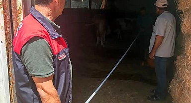 Elazığ'da büyükbaş işletmeleri denetlendi