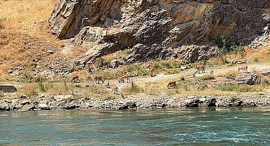 Elazığ'da dağ keçileri sürü halinde görüntülendi