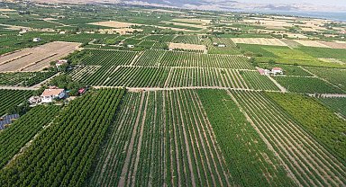 Elazığ'da erkenci üzüm hasadı başladı