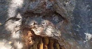 Elazığ'da kaya oyuğunda doğal bal