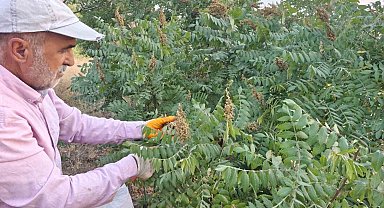 Elazığ'da kebapçıların gözdesi sumağın hasadı başladı