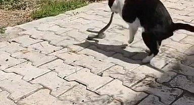 Elazığ'da kediyle yılanın kavgası kameraya yansıdı
