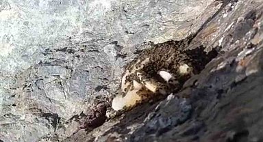 Elazığ'da sarp kayalıklarda oluşan doğal kaya balı bulundu