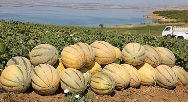 Elazığ'da yaklaşık 20 ton kavun hasadı bekleniyor