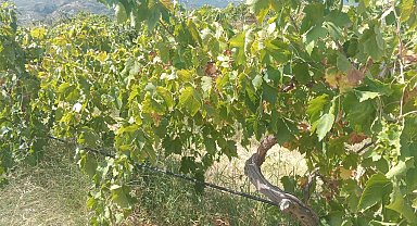 Emek hırsızları bağdan 2 ton üzüm çaldı