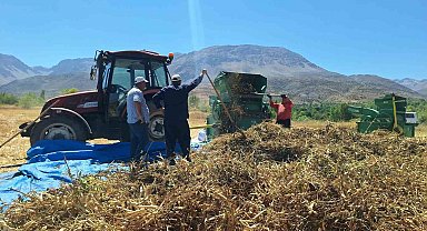 Erzincan'da fasulye hasadı başladı