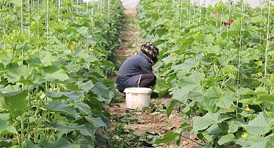 Erzincan'da üreticilere yüzde 50 hibeli sera örtüsü desteği