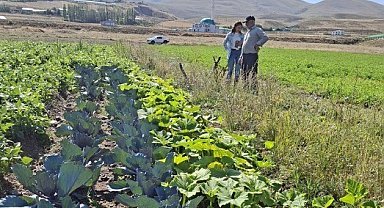 Erzurum'da kadın çiftçilerin kırmızılahana ve kereviz fidelerine sıkı takip