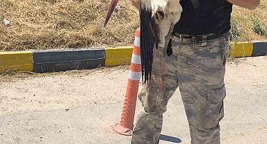 Eskişehir Büyükşehir Belediyesi çöplüğünde bacağı kırık halde bulunan leylek 4 gündür yardım bekliyor