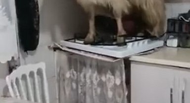 Eve kaçan keçiyi yakalayamadı..."Keçiyi polise ihbar edeceğim" diye tehdit etti