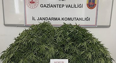 Gaziantep'te 116 kök kenevir ele geçirildi: 9 gözaltı