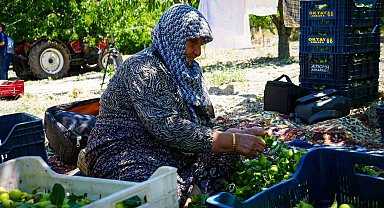 Geçen sene yaşanan zirai donun izlerine rağmen yaz armudu hasadı başladı: 200 ton rekolte bekleniyor