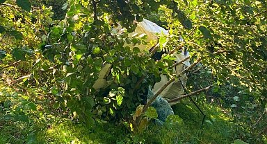 Giresun'da kamyonet fındık bahçesine devrildi: 1 ölü