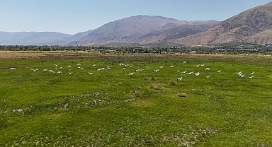 Göç yolundaki leyleklerin Erzincan molası havadan görüntülendi