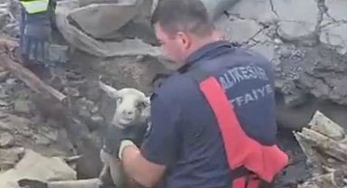 Göçük altında kalan 3 koyunu itfaiye kurtardı