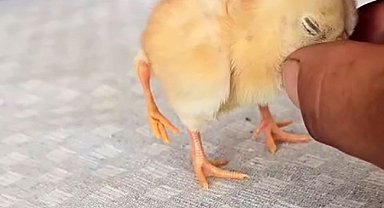 Gölbaşı'nda dört ayaklı civciv şaşırttı