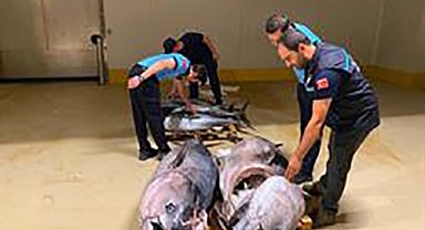 Gürpınar Su Ürünleri Hali'nde denetim: 700 kilogram mavi yüzgeçli orkinosa el konuldu