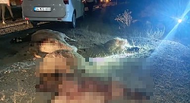 Hakkari-Van yolunda otomobil koyun sürüsüne çarptı: Çok sayıda koyun telef oldu